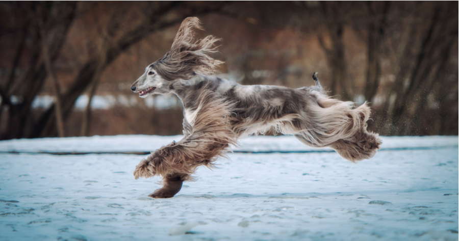 Wie Schnell Ist Der Schnellste Hund Der Welt wamiz.de